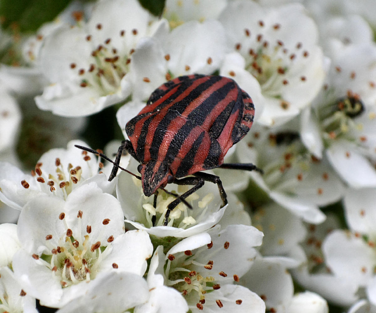 Pentatomidae: Graphosoma lineatum italicum della Lombardia